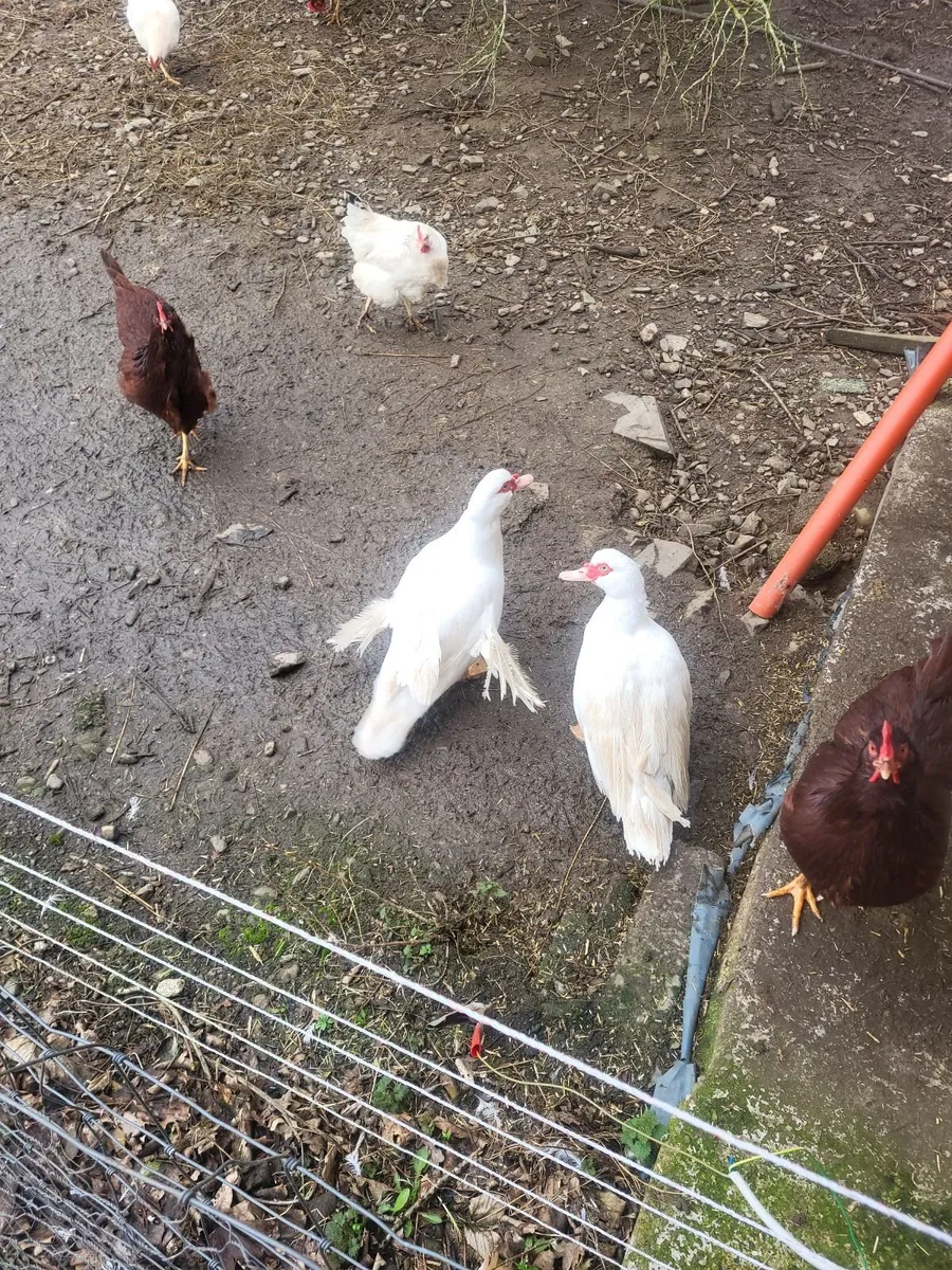 Moscovi ducks - Image 3