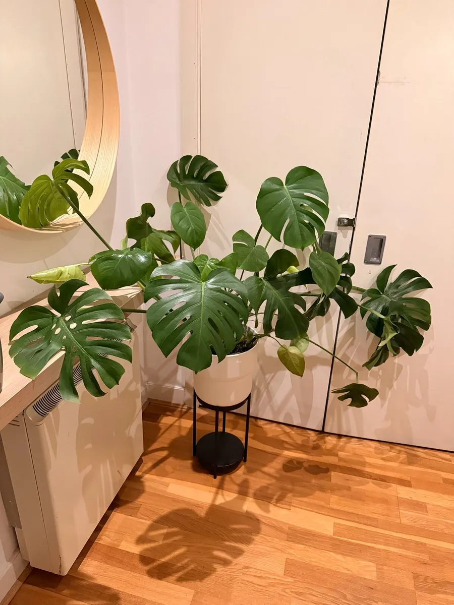 Monstera Delicosa - Image 1