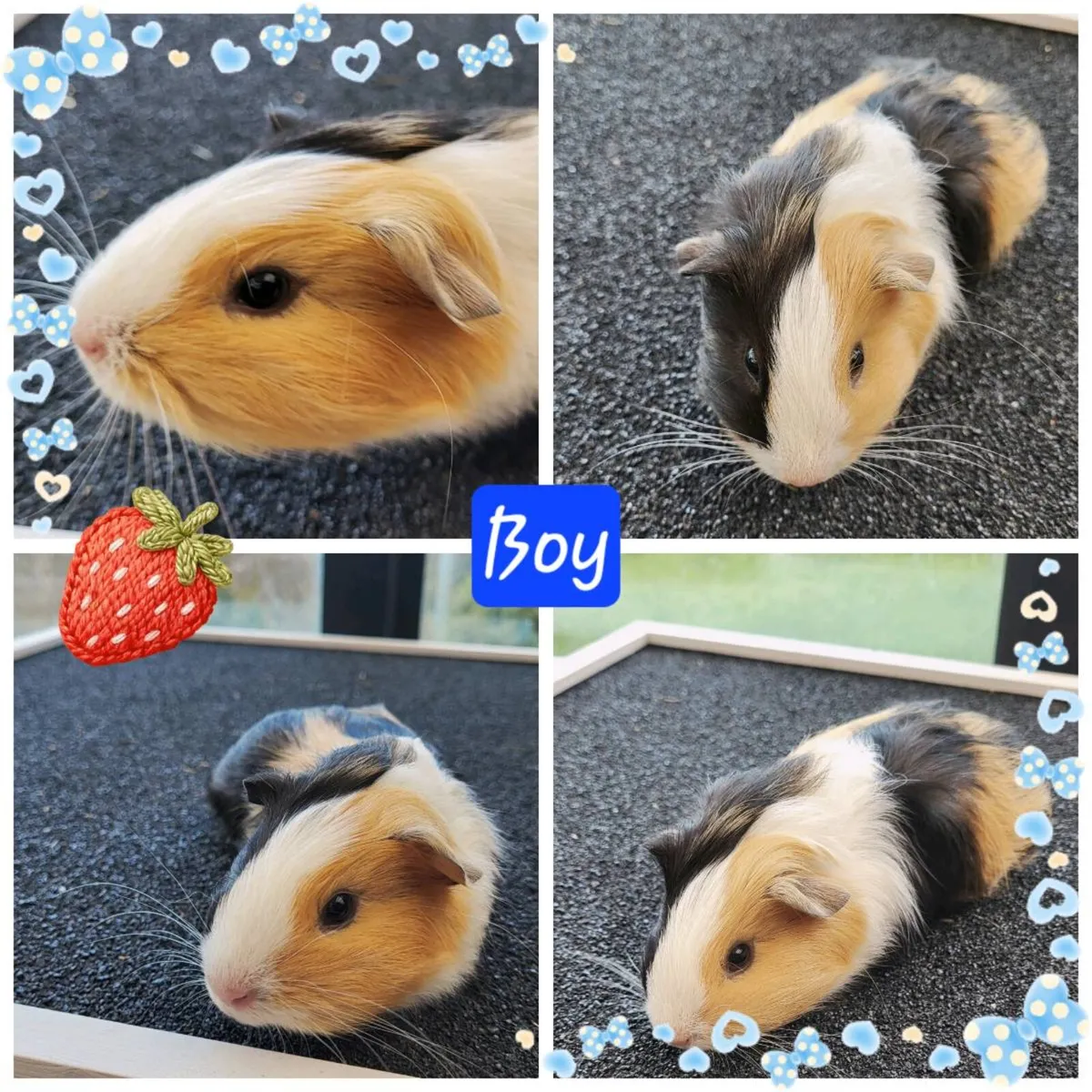 Quality Guinea Pigs for sale 🐹🐹🐹 - Image 2