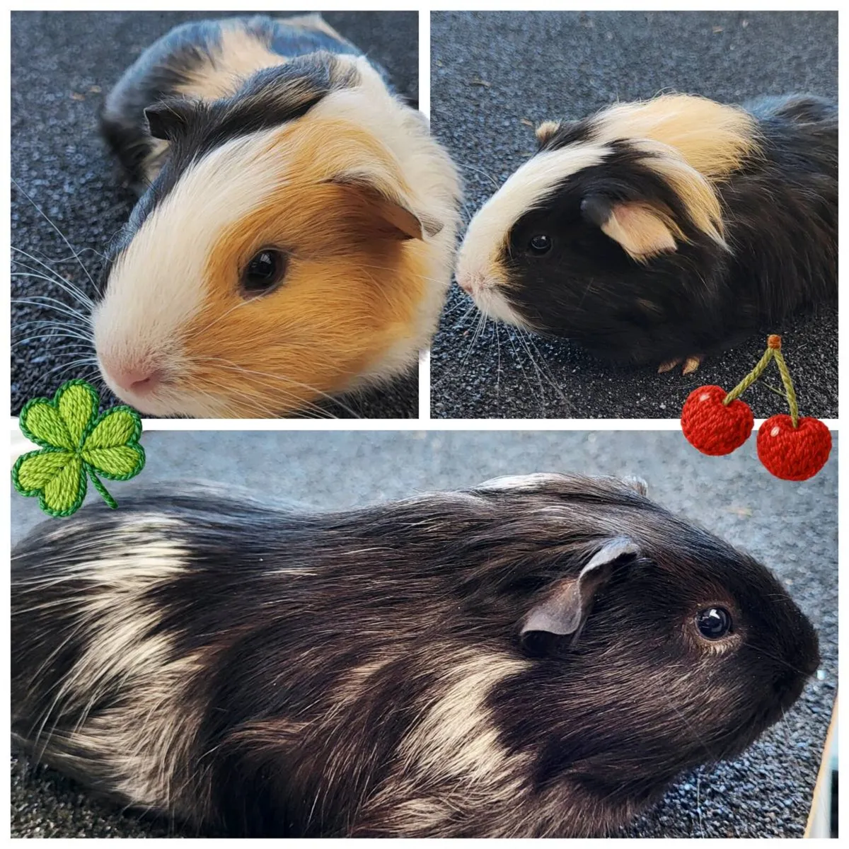 Quality Guinea Pigs for sale 🐹🐹🐹 - Image 1