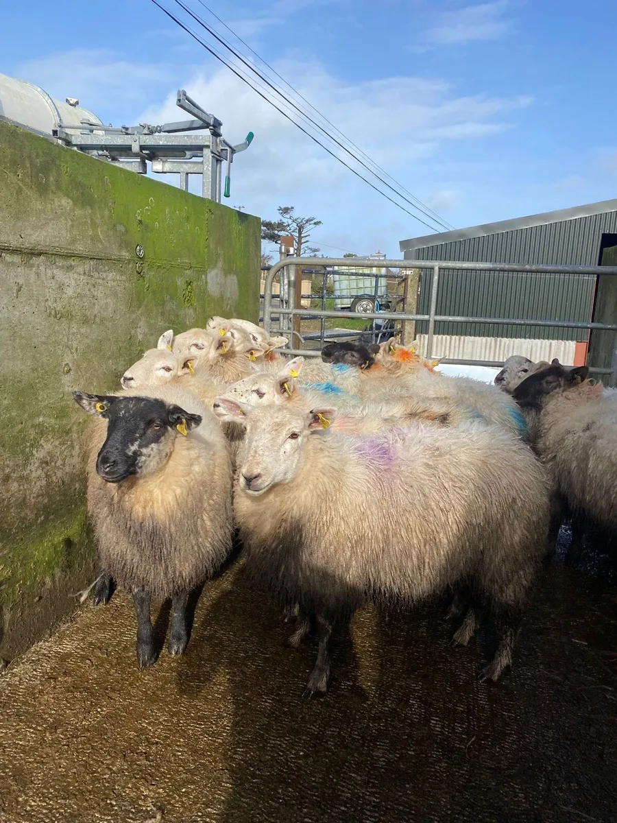 ⭐️ 12 super cheviot cross ewe lambs⭐️ - Image 1