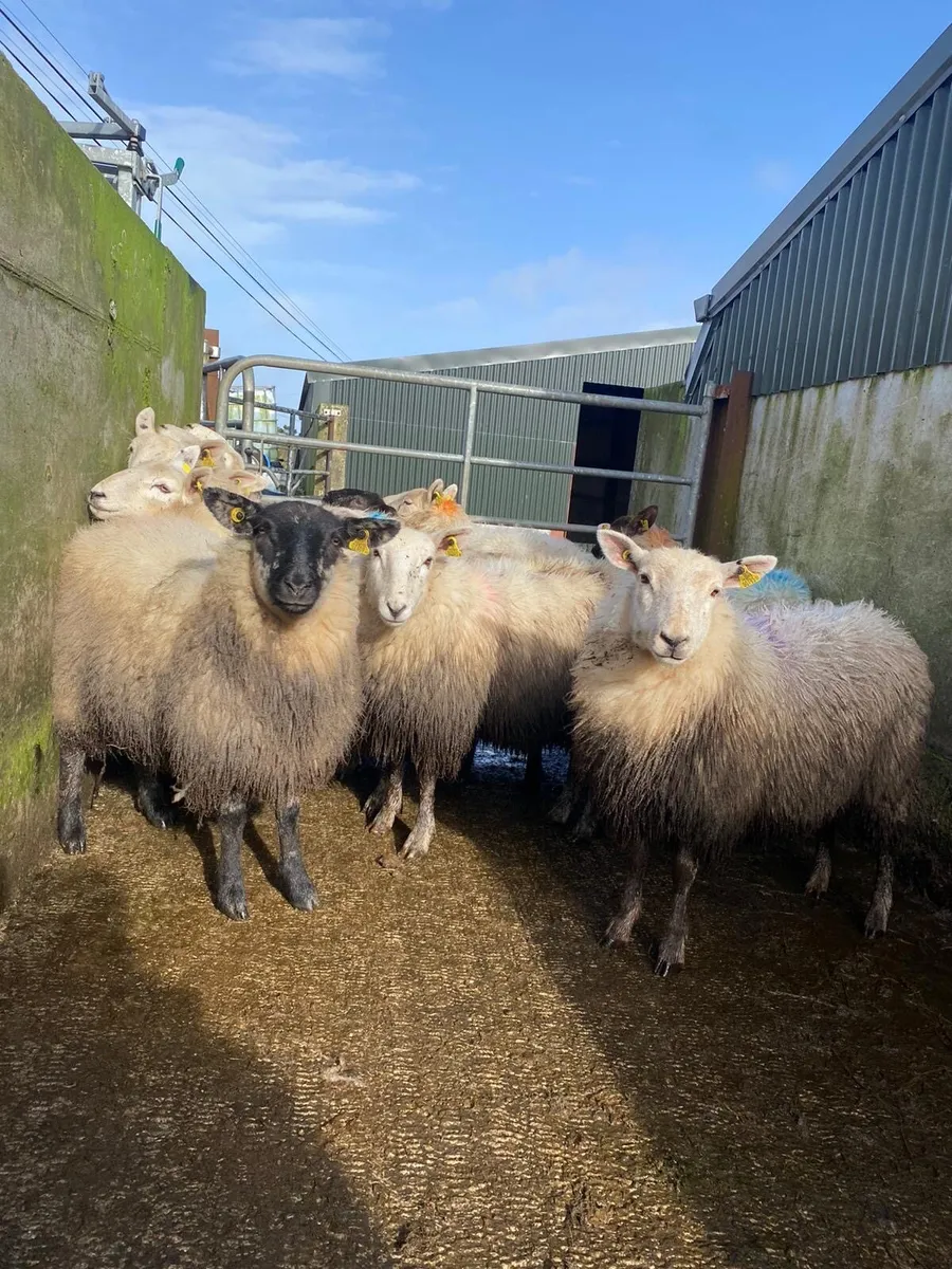 ⭐️ 12 super cheviot cross ewe lambs⭐️ - Image 2