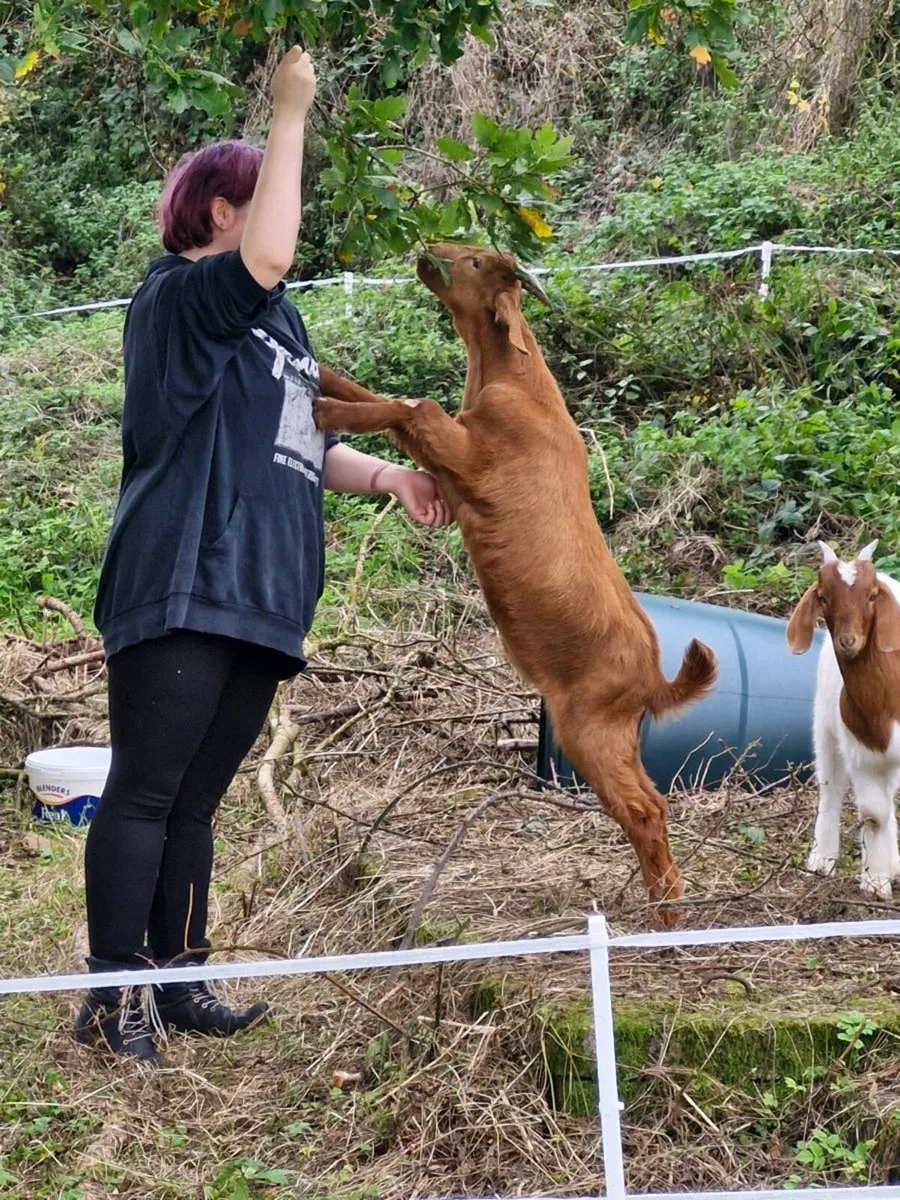 2 castrated goats - Image 2