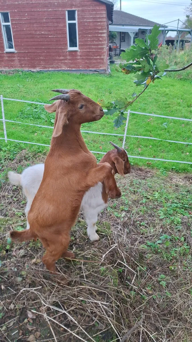 2 castrated goats - Image 3