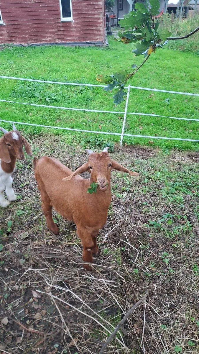 2 castrated goats - Image 4