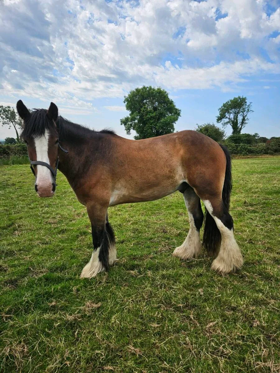 Smashing Cob - Image 3