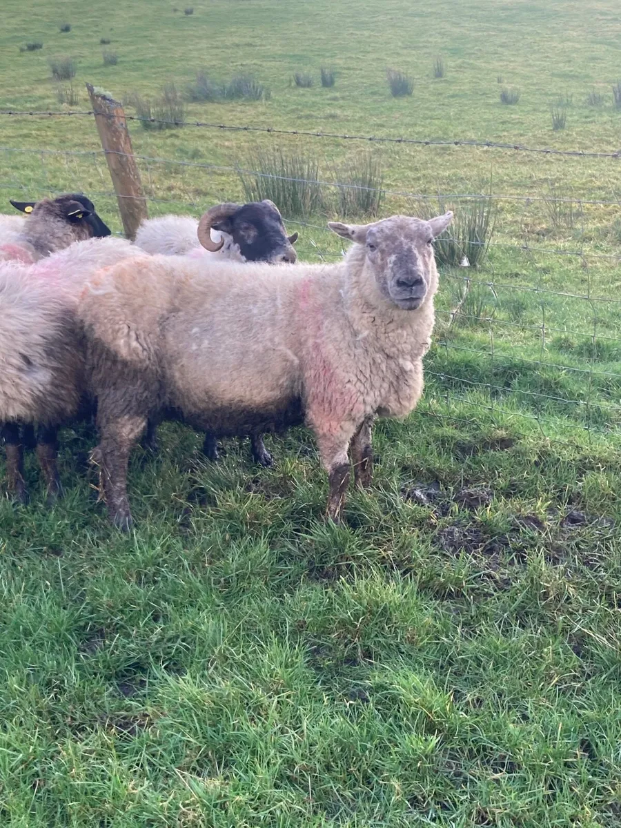 In lamb ewes - Image 2