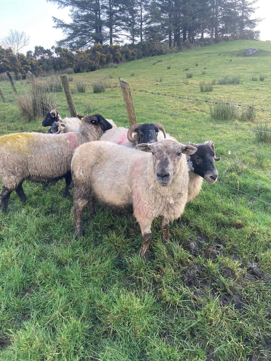 In lamb ewes - Image 3