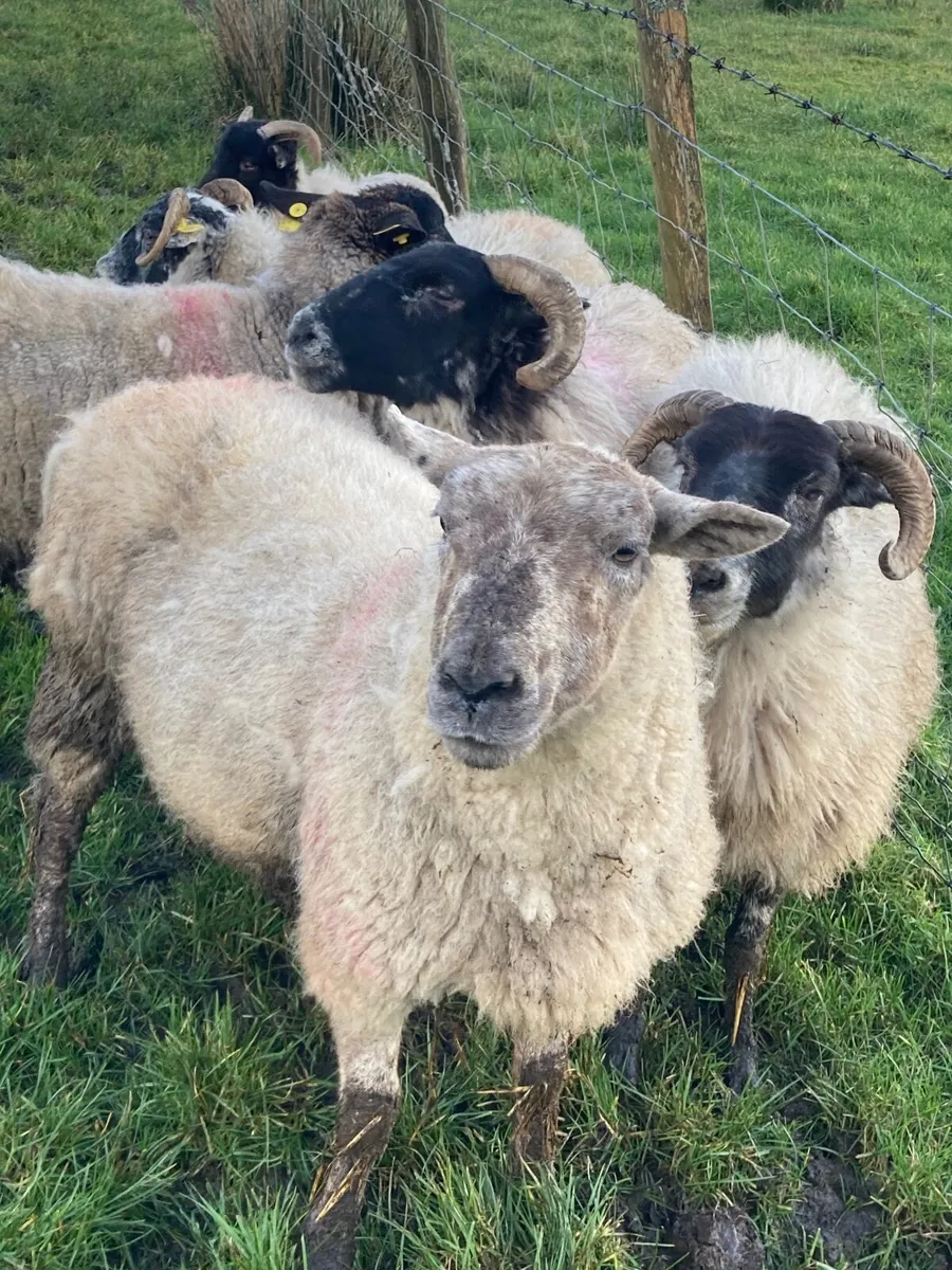 In lamb ewes - Image 1