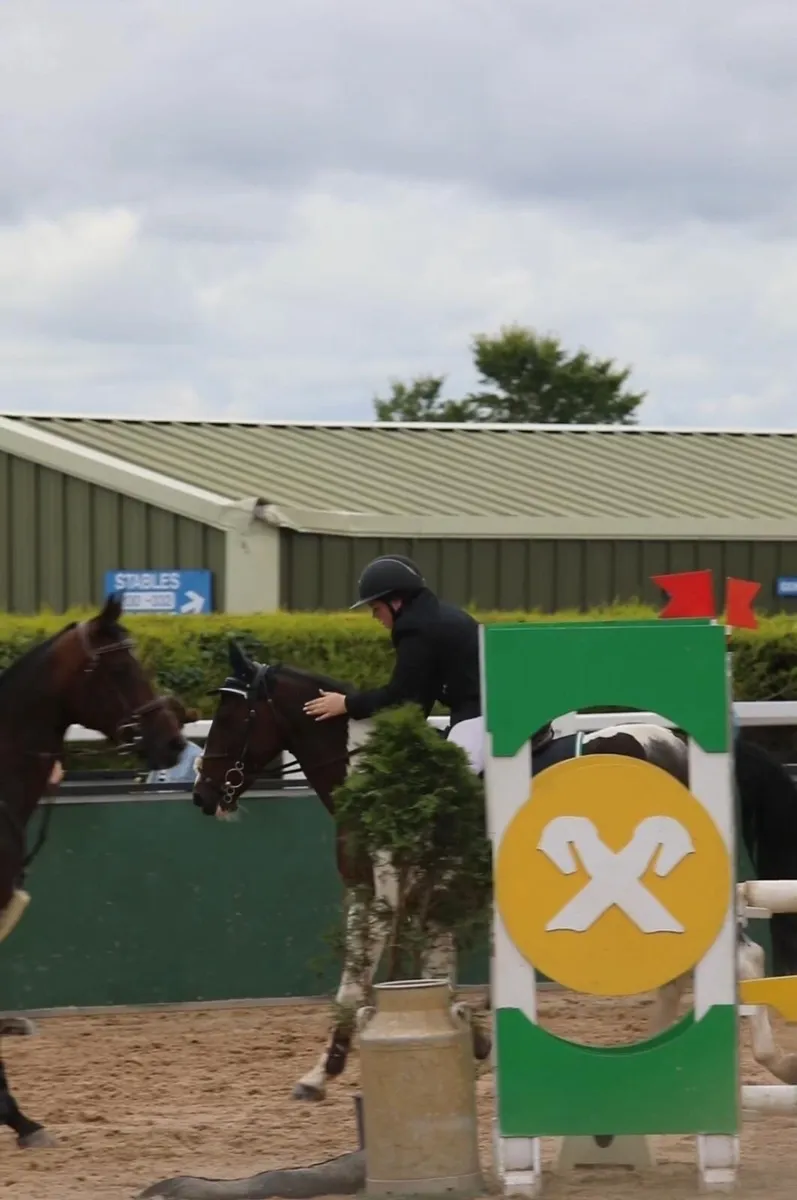 Outstanding 14.2 /148 schoolmaster pony - Image 2