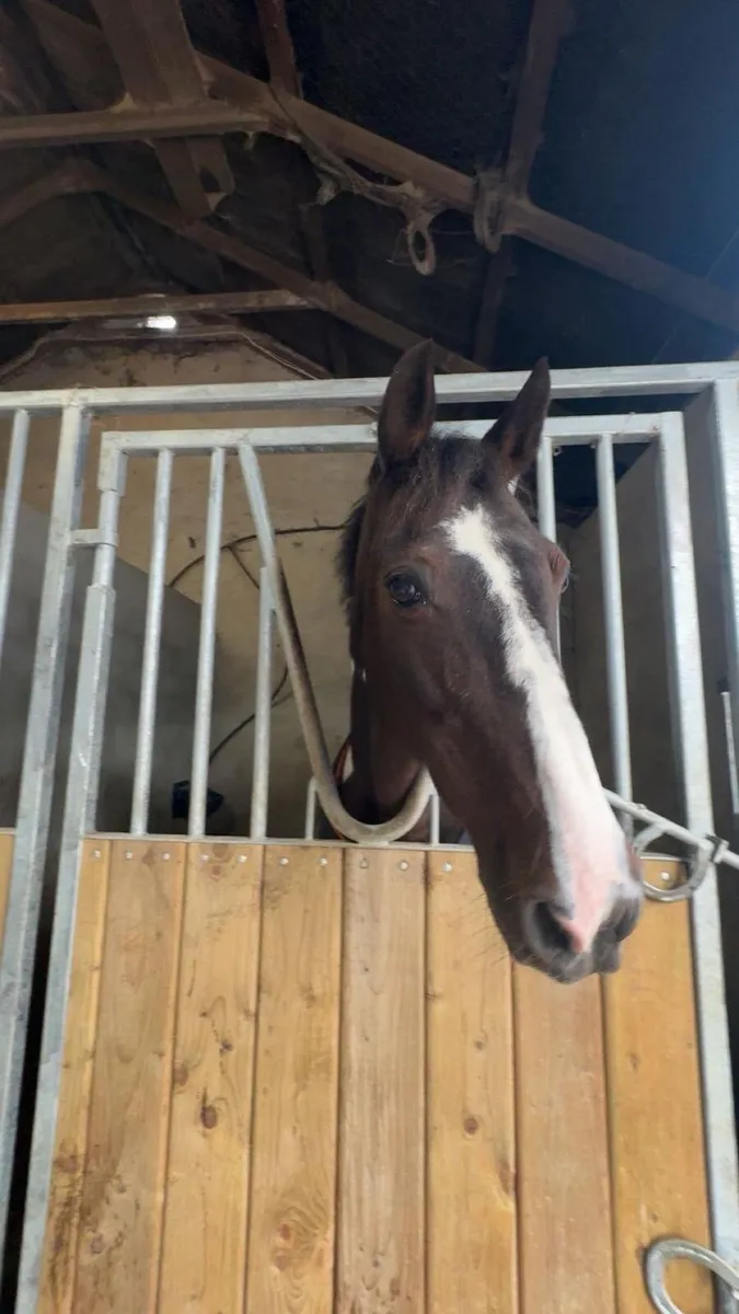 Outstanding 14.2 /148 schoolmaster pony - Image 3