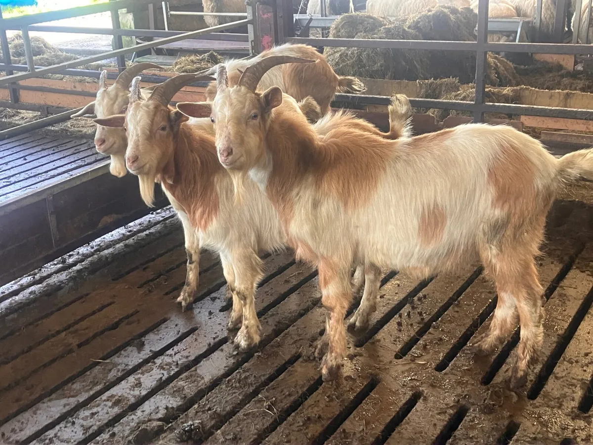4 Yearling Buck Goats - Image 1