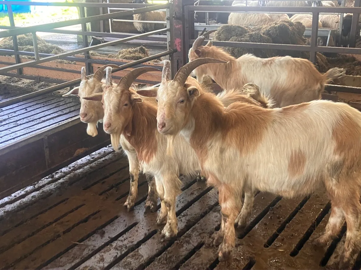 4 Yearling Buck Goats - Image 2
