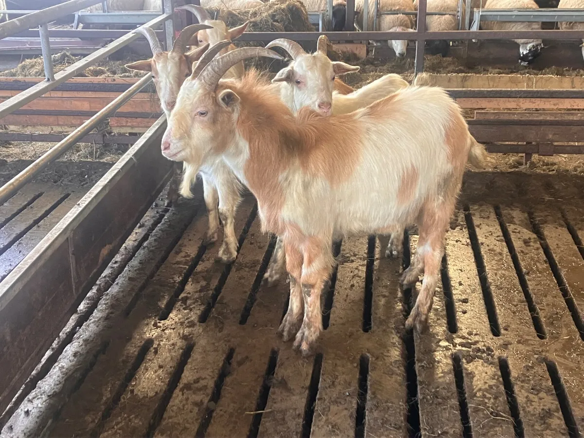 4 Yearling Buck Goats - Image 3