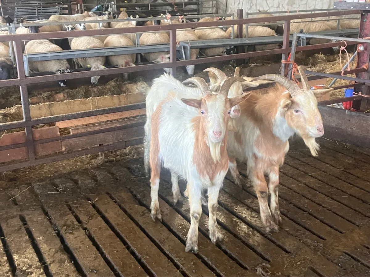 4 Yearling Buck Goats - Image 4
