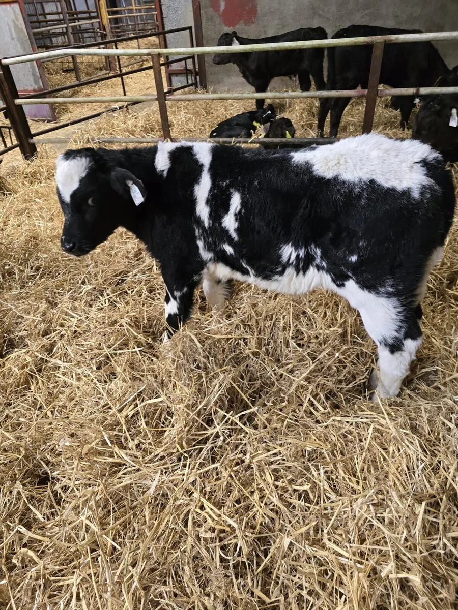 Belgian Blue Calves - Image 1