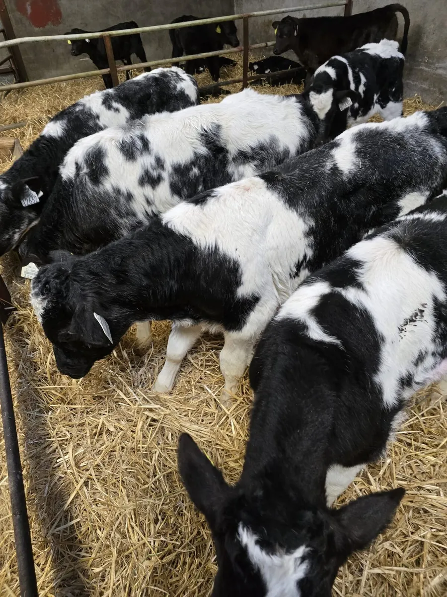 Belgian Blue Calves - Image 2