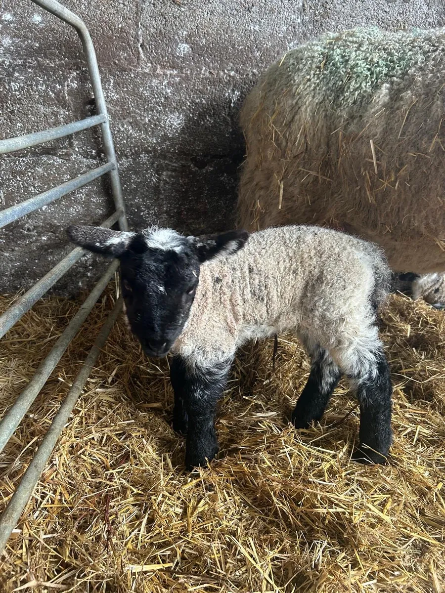 Suffolk ewe lamb