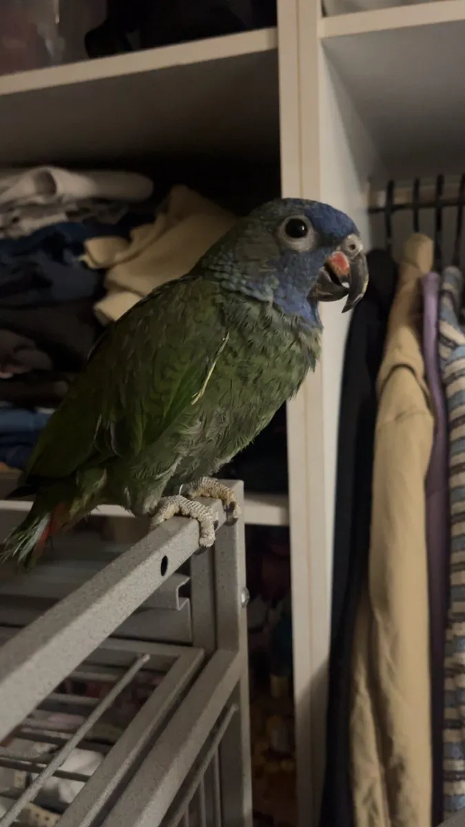 Fully tame rare blue headed pionus female - Image 1