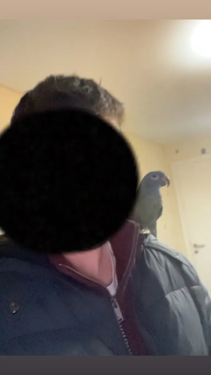 Fully tame rare blue headed pionus female - Image 2