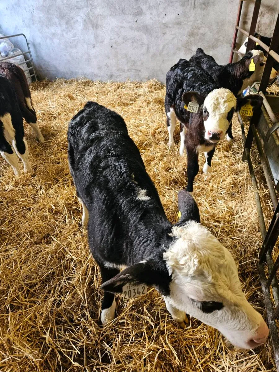 Ai bred hereford heifers polled - Image 2