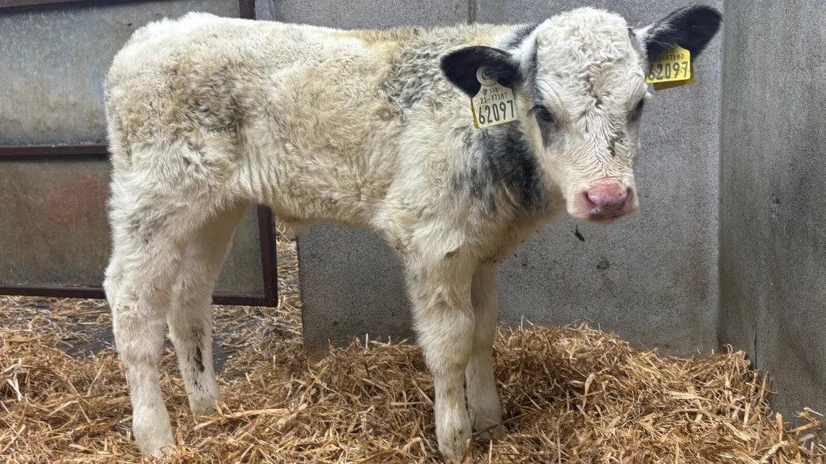 Belgian Blue Heifer Calf - Image 1