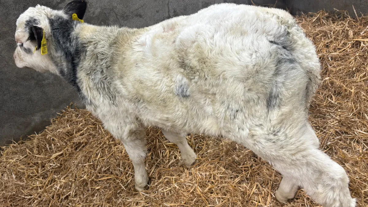 Belgian Blue Heifer Calf - Image 2