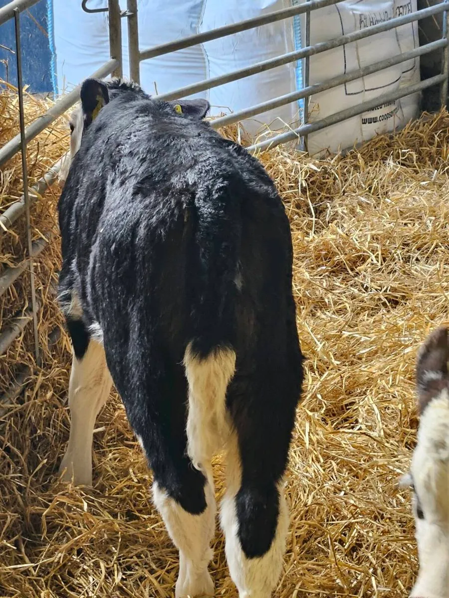Ai bred hereford heifers polled - Image 3
