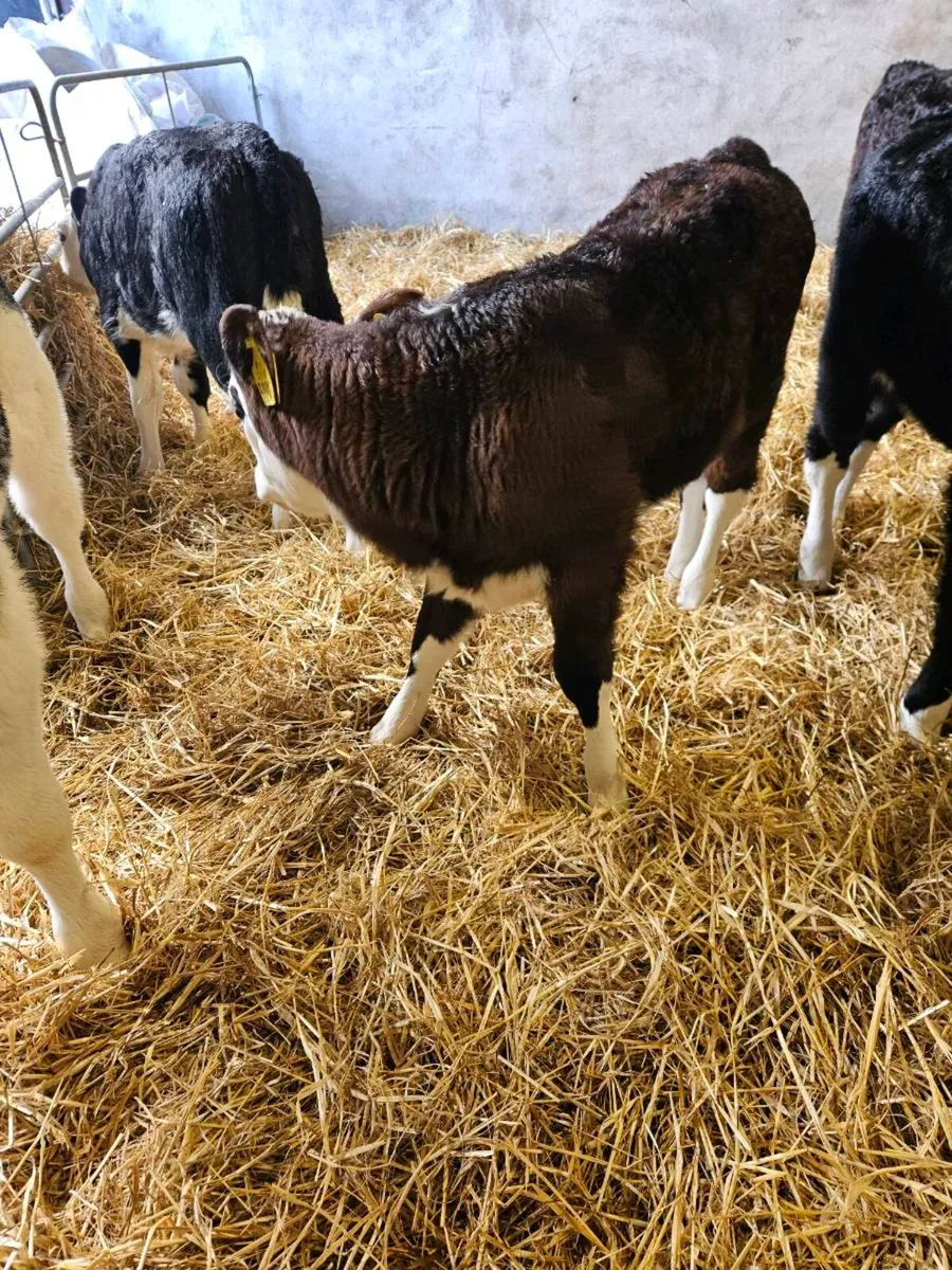 Ai bred hereford heifers polled - Image 4