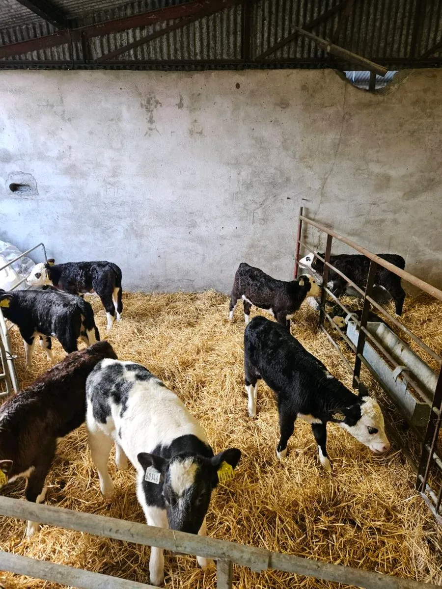 Ai bred hereford heifers polled - Image 1