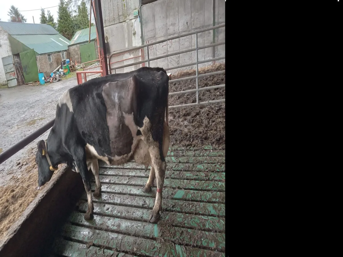 Cow for sulk calves - Image 2
