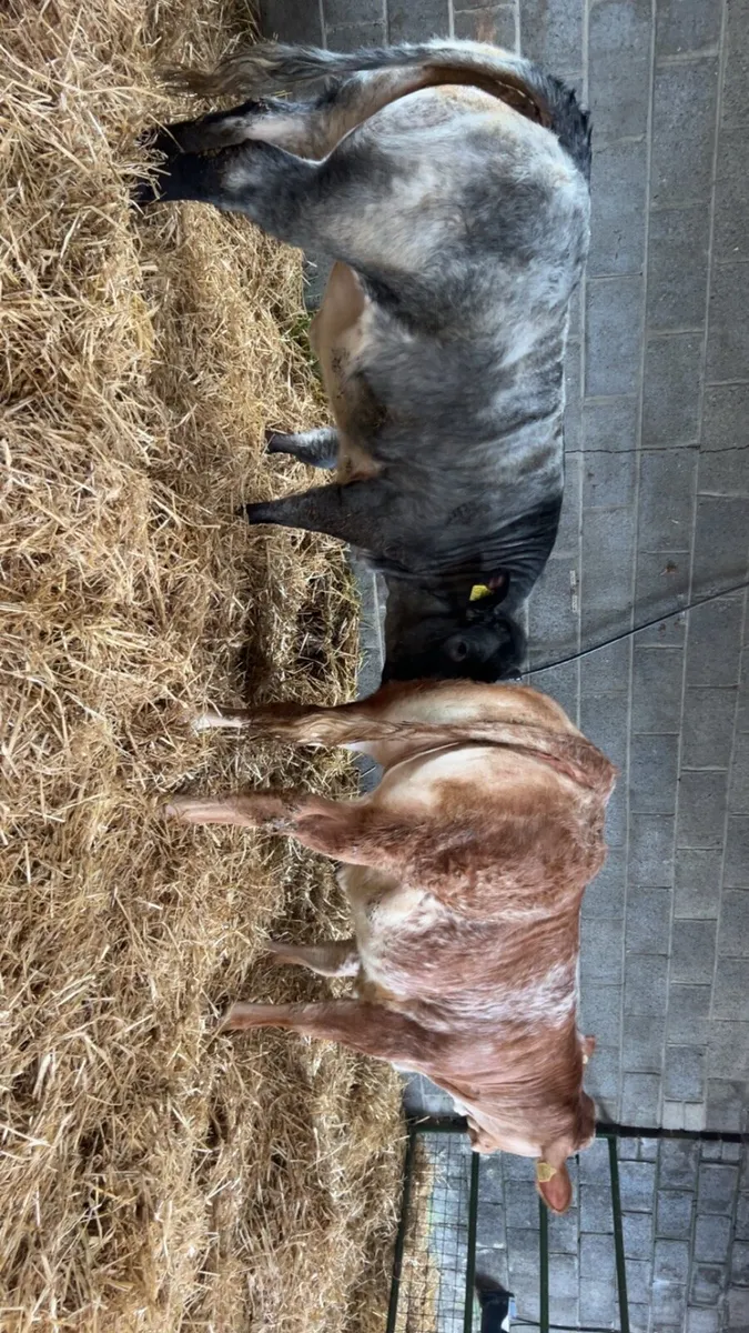 2 super heifers - Image 4