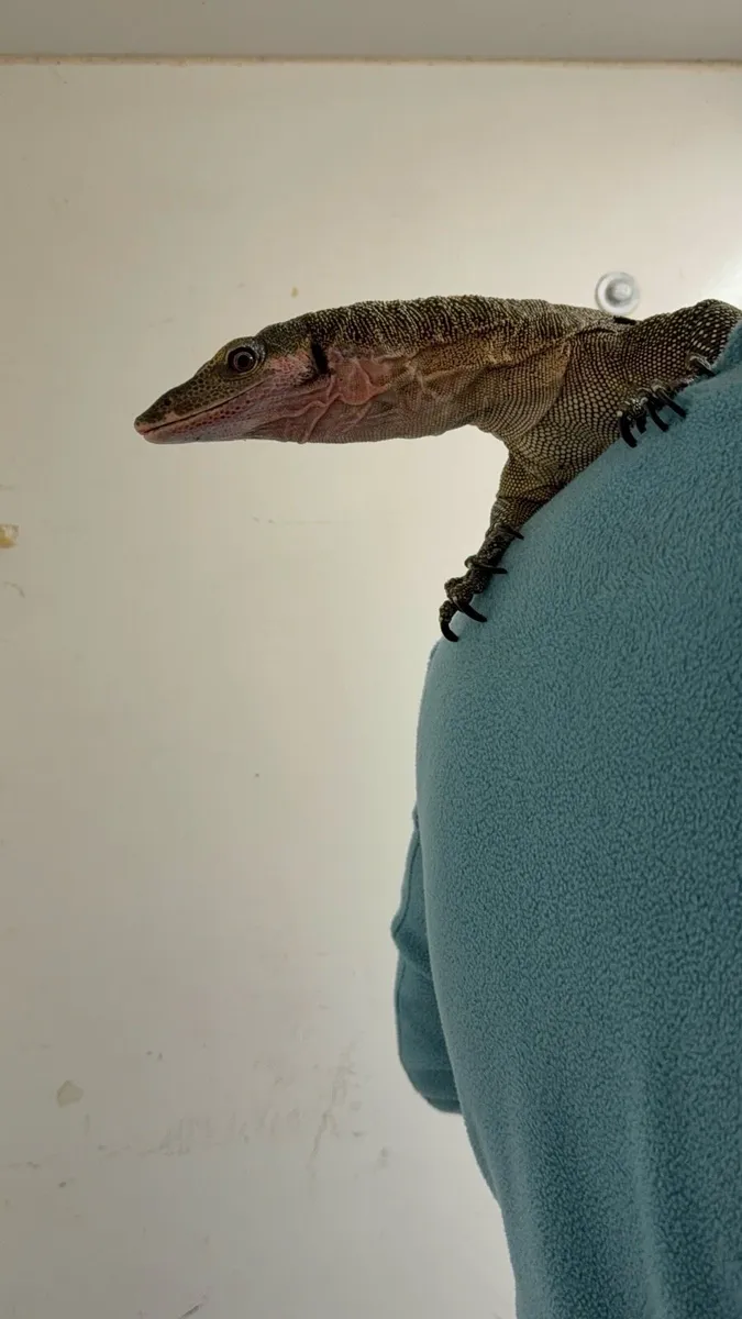 Male proven peach throat monitor - Image 1