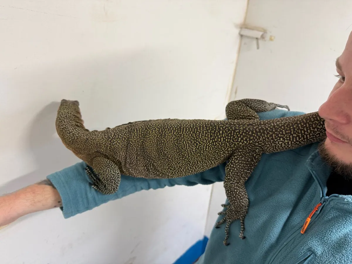 Male proven peach throat monitor - Image 2