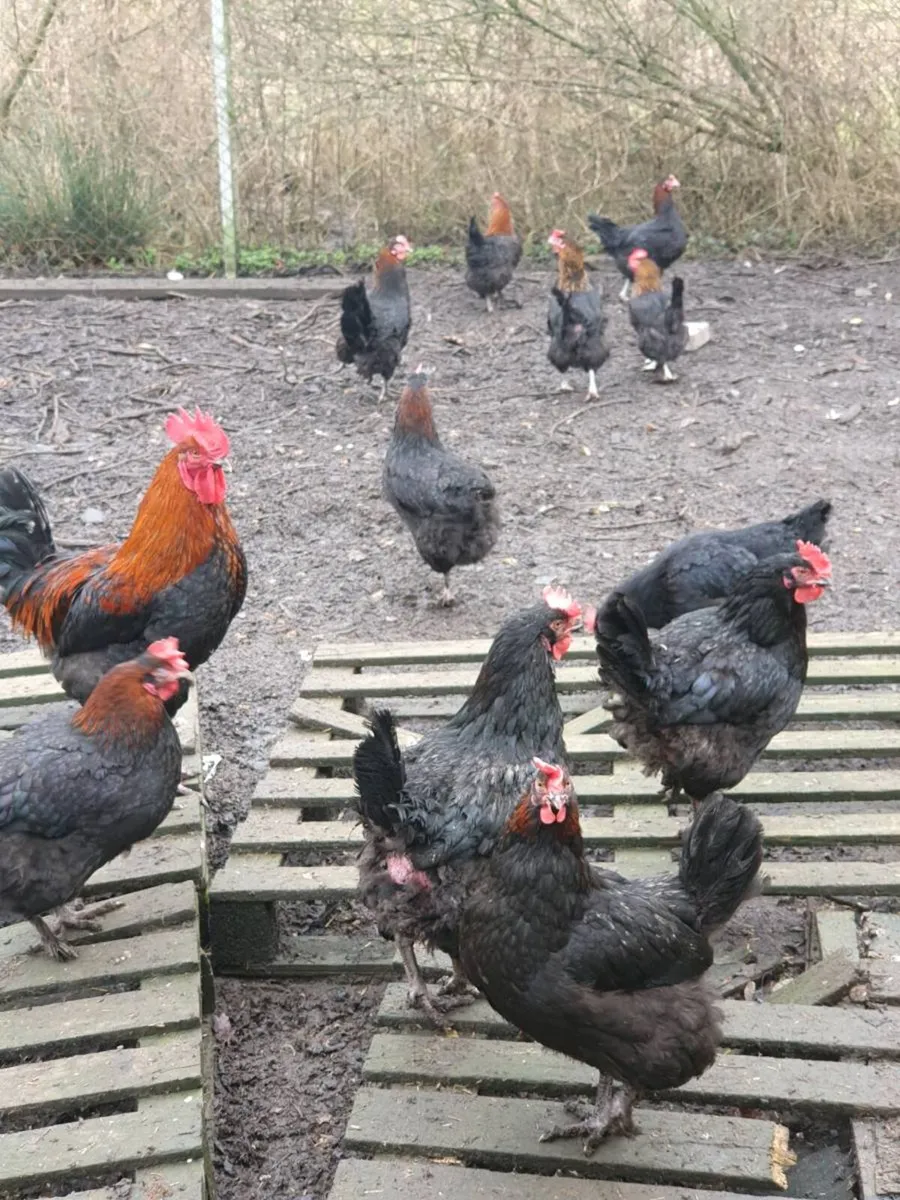 Hens/pullets available every day in kildare - Image 2