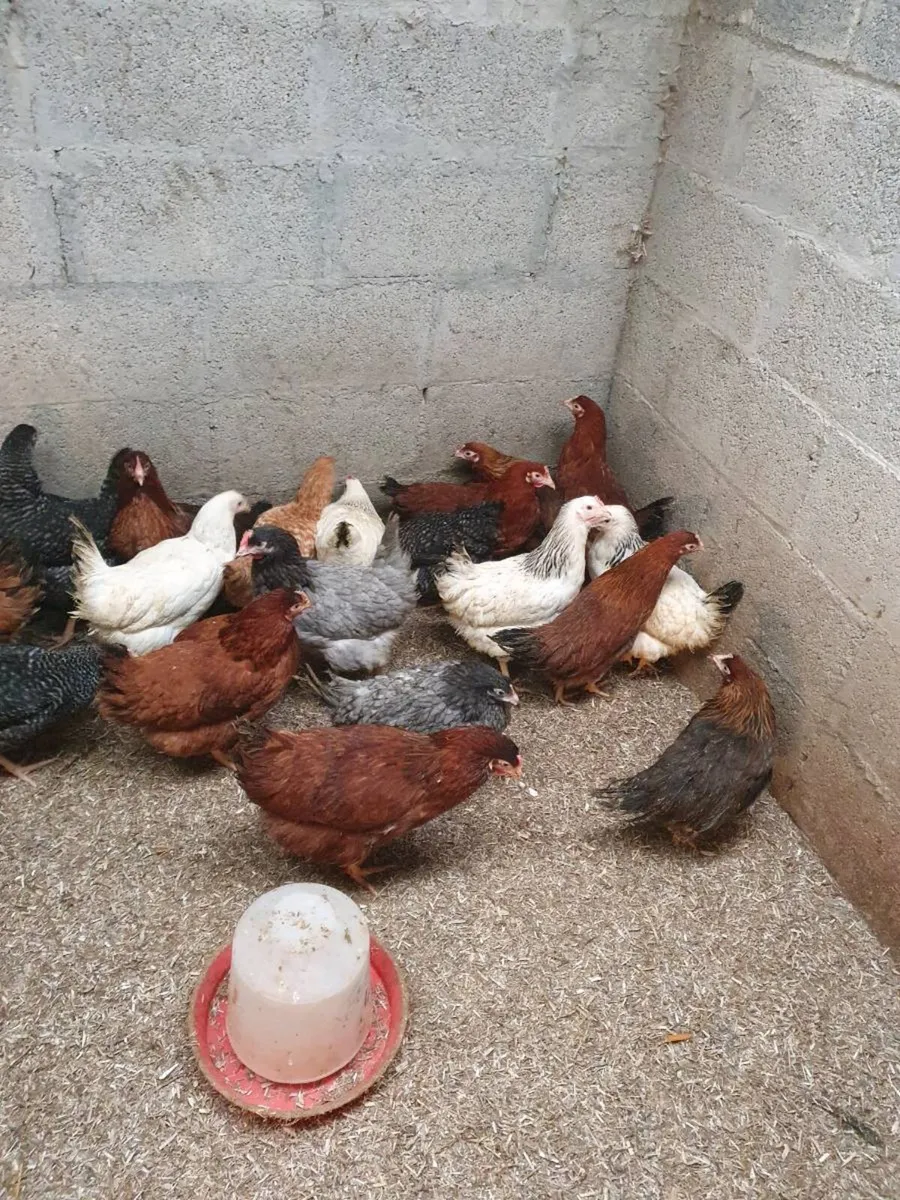Hens/pullets available every day in kildare - Image 1