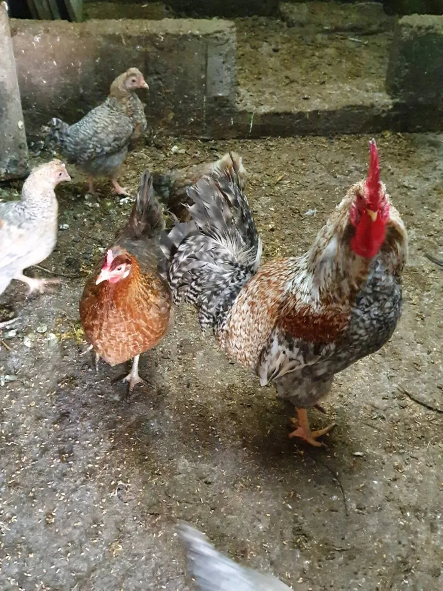 Hens/pullets available every day in kildare - Image 4