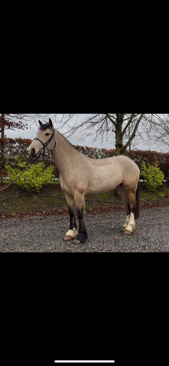 4yo filly LOT422 clifden - Image 2
