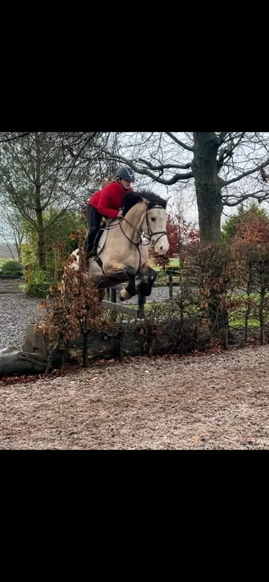 4yo filly LOT422 clifden - Image 3