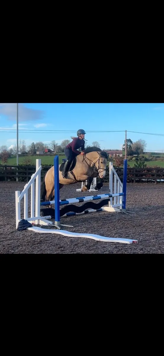 4yo filly LOT422 clifden - Image 4