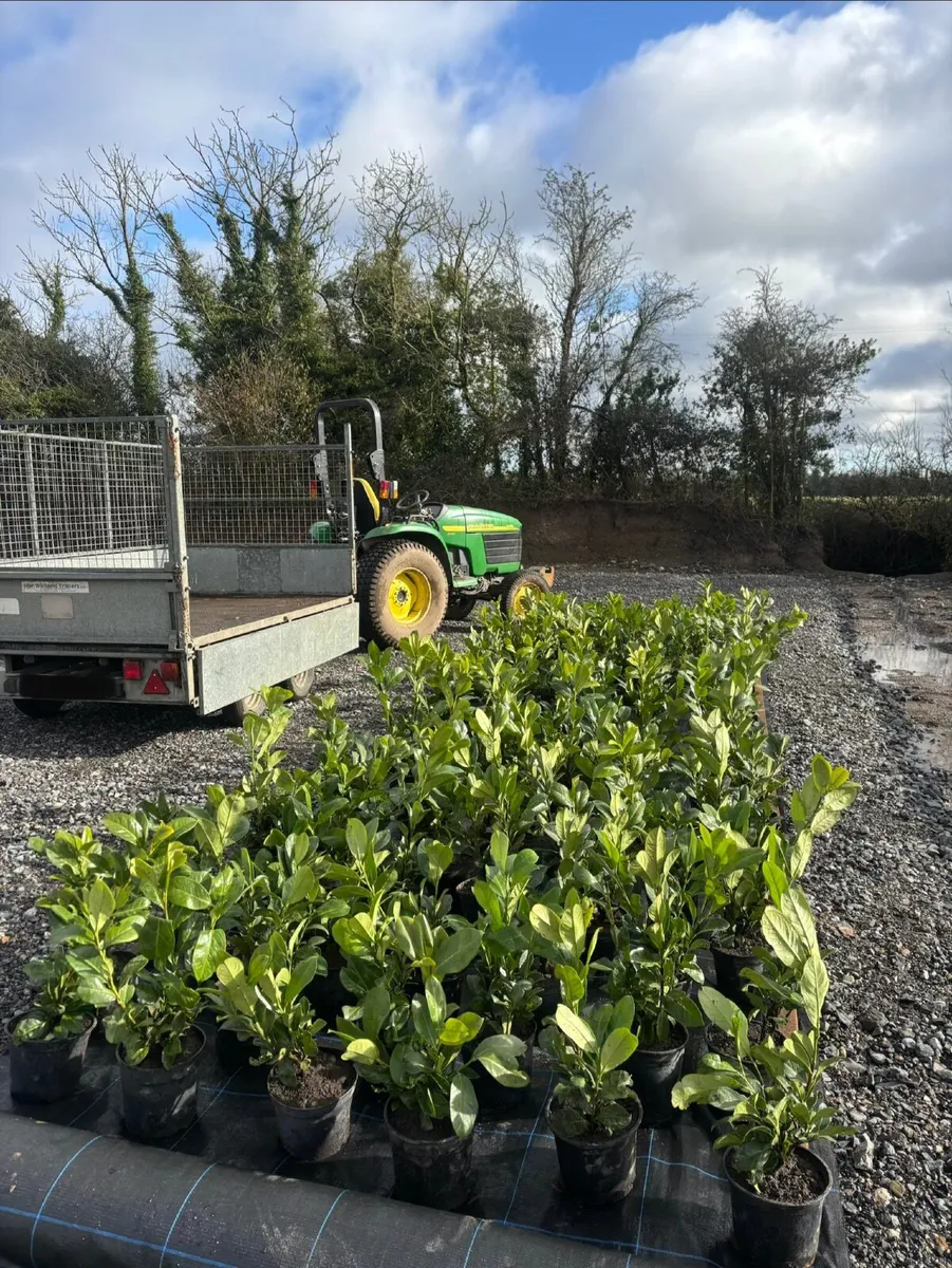 Laurel Hedging - Image 3