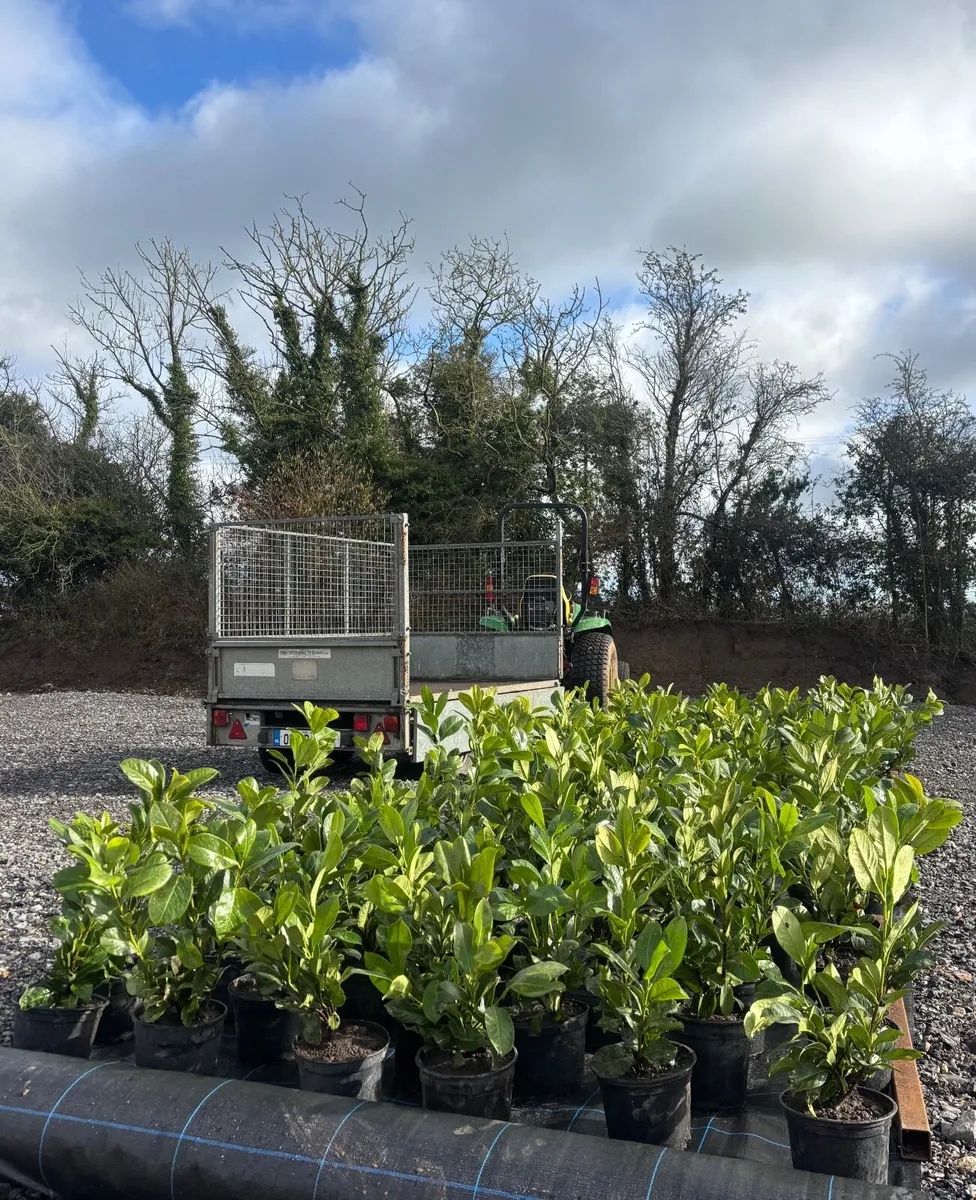 Laurel Hedging - Image 4