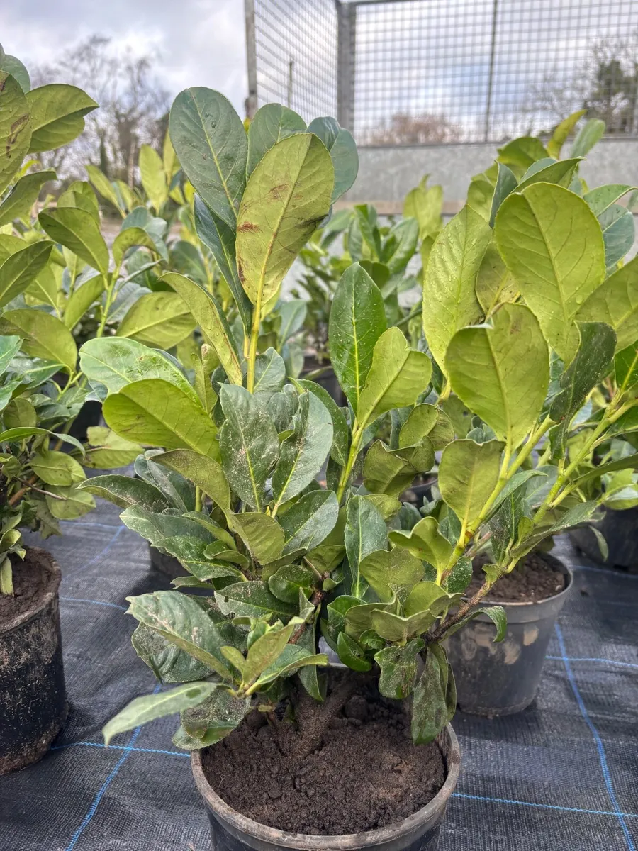 Laurel Hedging - Image 2