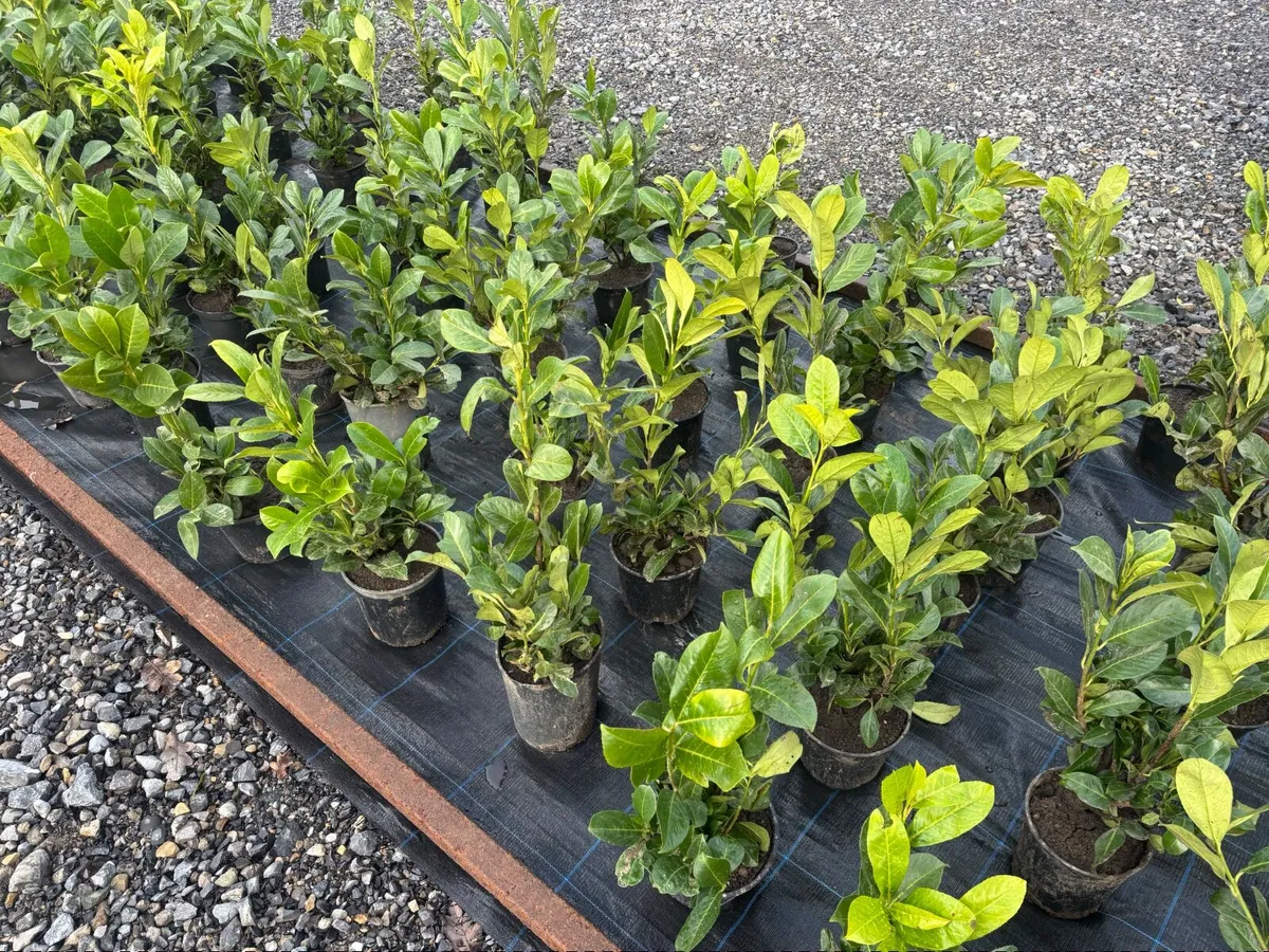 Laurel Hedging - Image 1