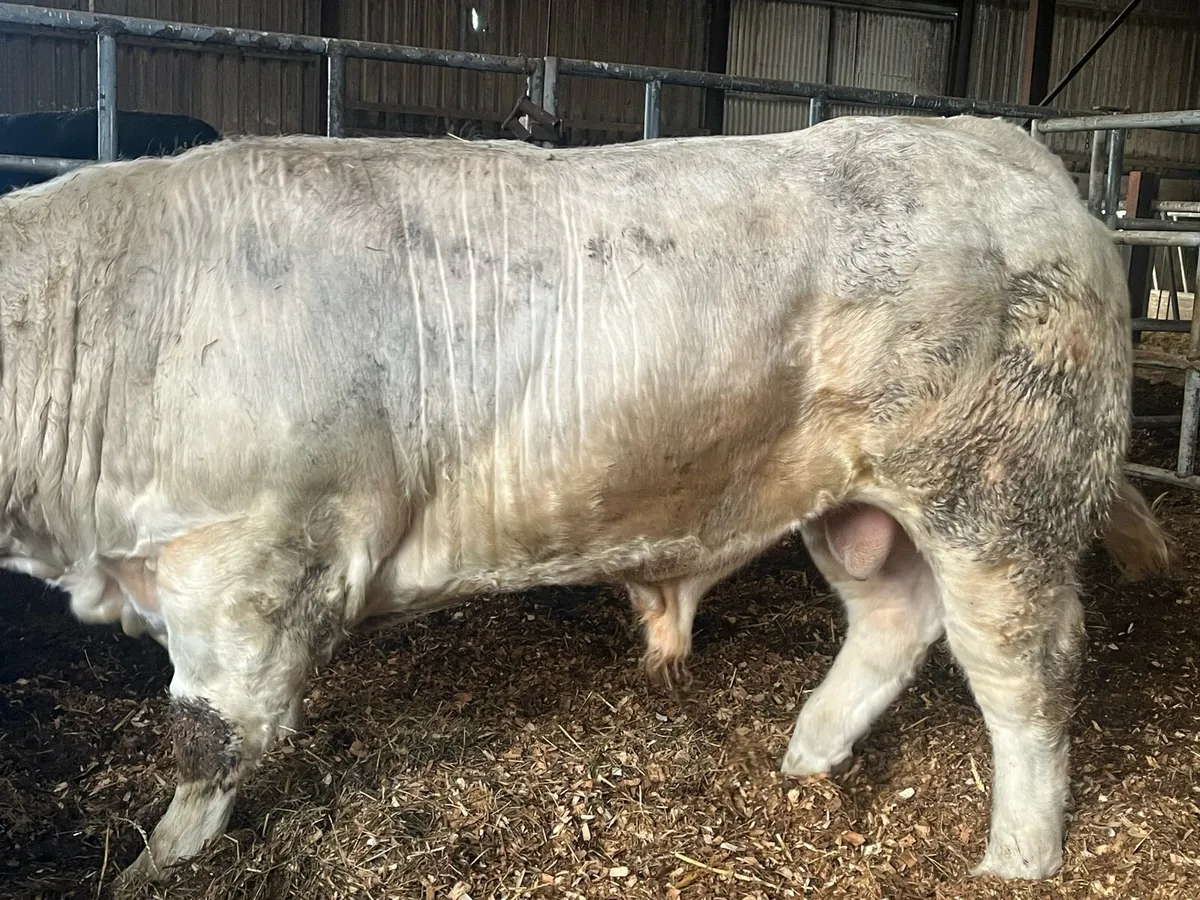 Pbr Charolais - Image 3