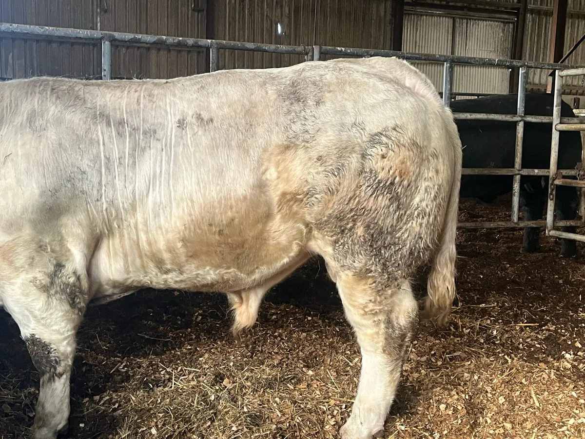 Pbr Charolais - Image 4