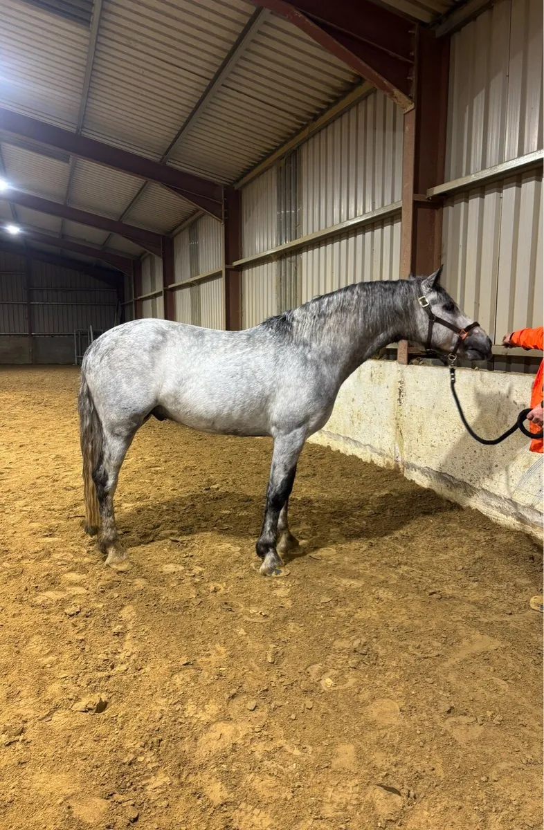 Connemara Stallion for sale - Image 1
