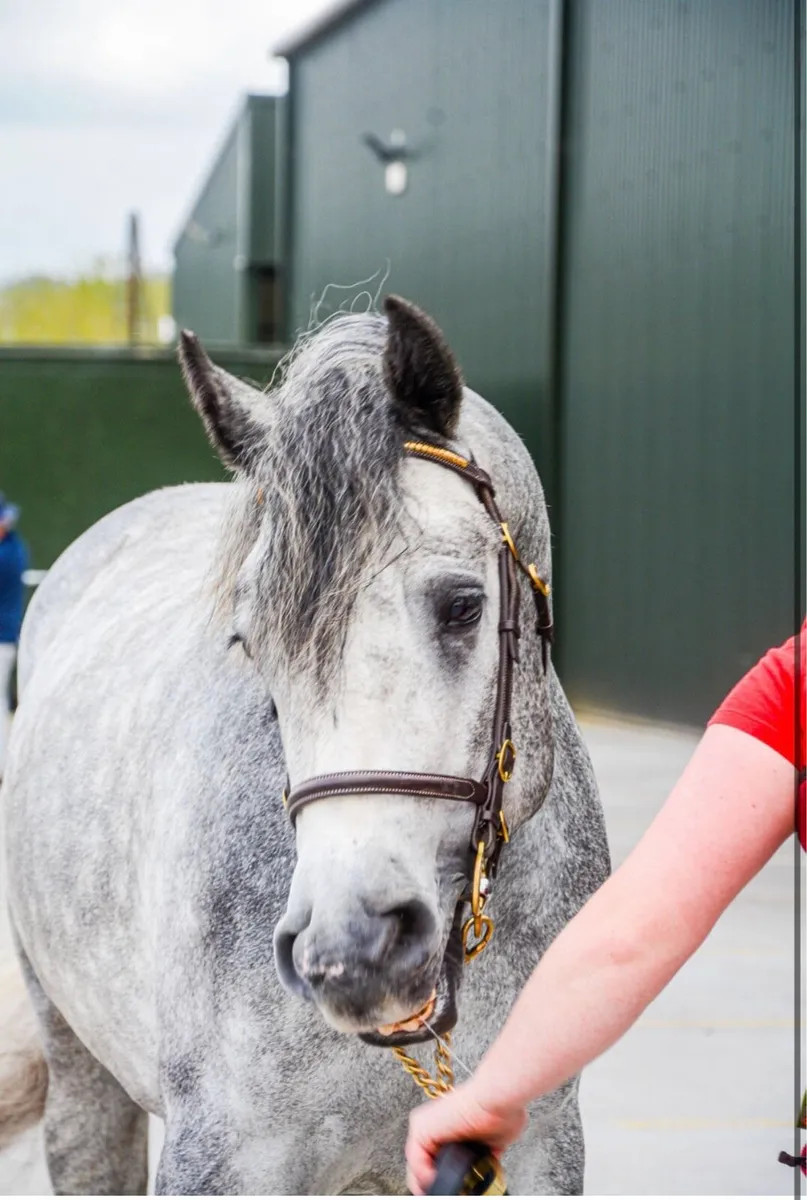 Connemara Stallion for sale - Image 4