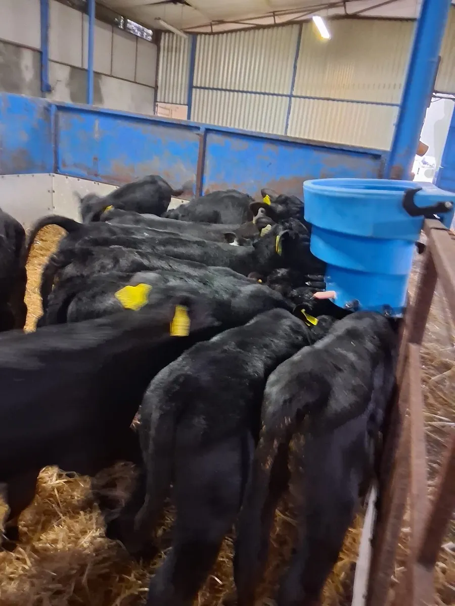 Angus calves - Image 4