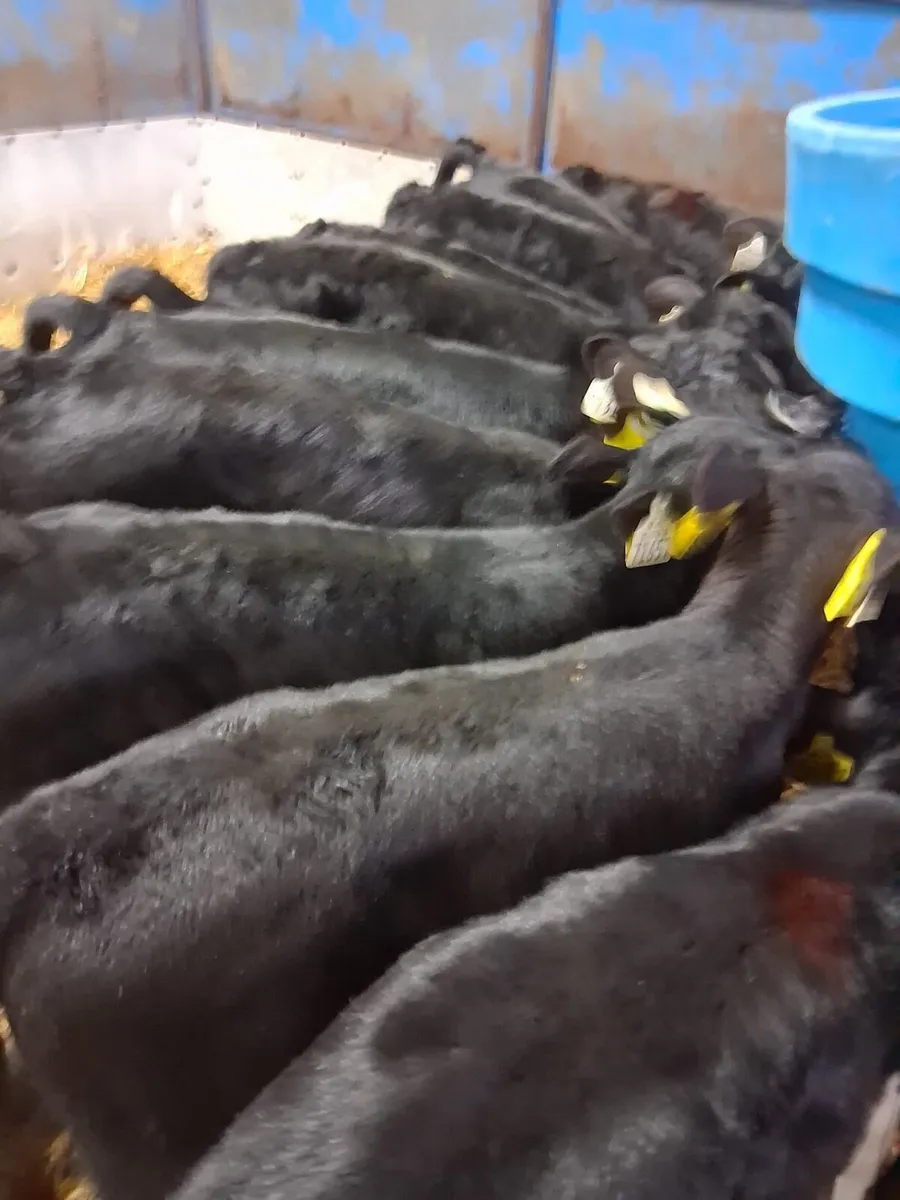 Angus calves - Image 2